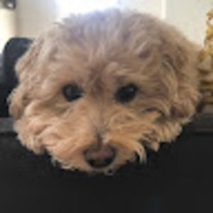 Meet your Posher, Clementine